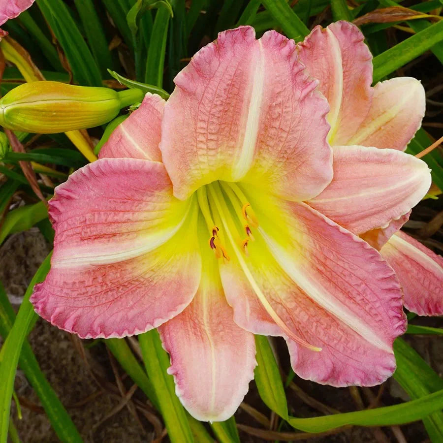 Bulbi de Hemerocallis, Roz, Crin Sălbatic, 1 Bucată