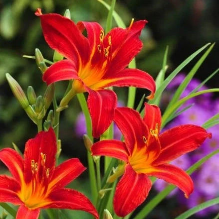 Bulbi de Hemerocallis "Sammy Russell" (Crin Sălbatic), 1 bucată