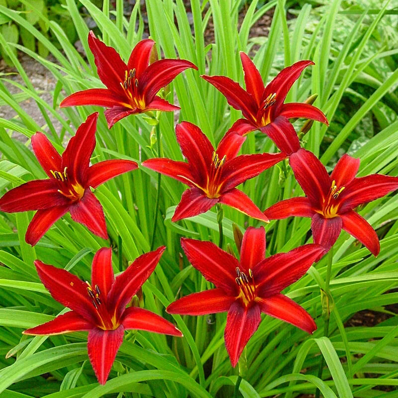Bulbi de Hemerocallis "Sammy Russell" (Crin Sălbatic), 1 bucată