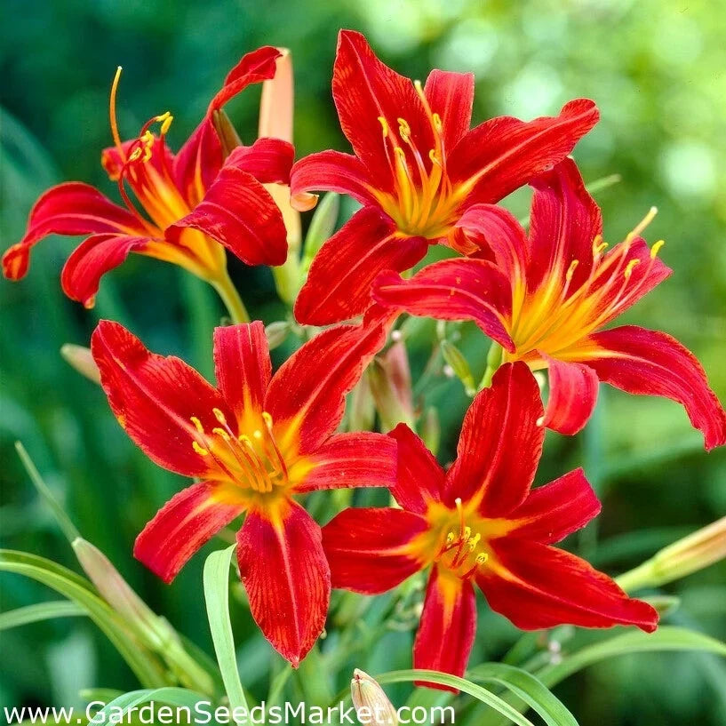 Bulbi de Hemerocallis "Sammy Russell" (Crin Sălbatic), 1 bucată