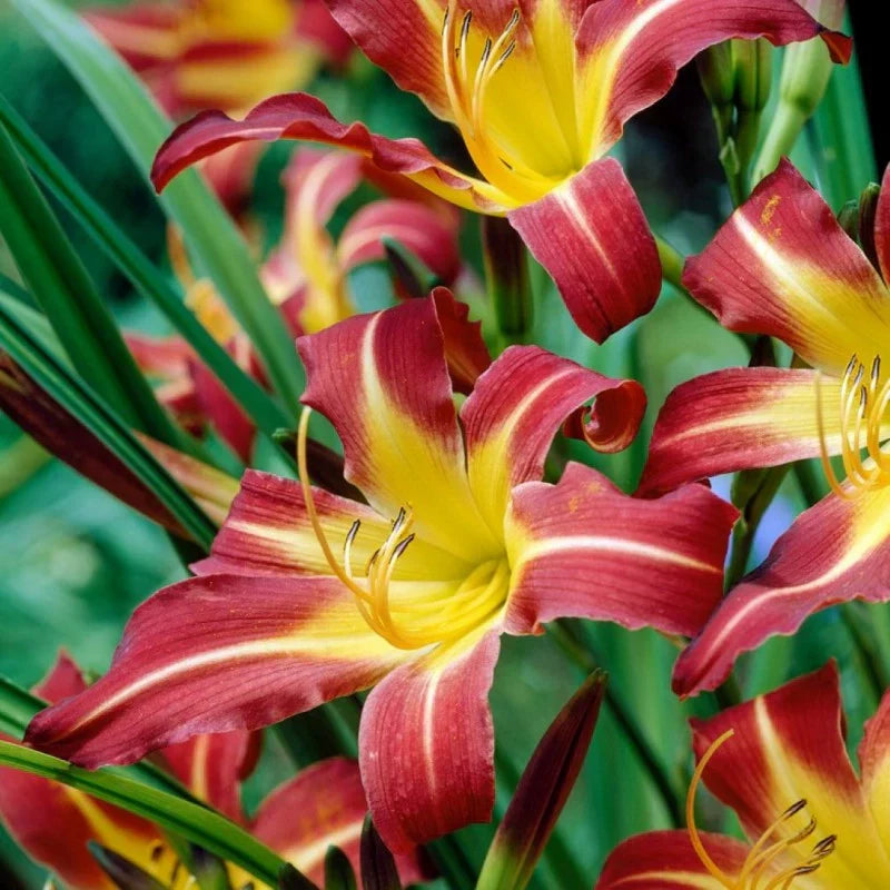 Bulbi de Hemerocallis "Sammy Russell" (Crin Sălbatic), 1 bucată