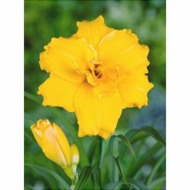 Bulbi de Hemerocallis "Stella de Oro", Crin Salbatic, 1 Bucata