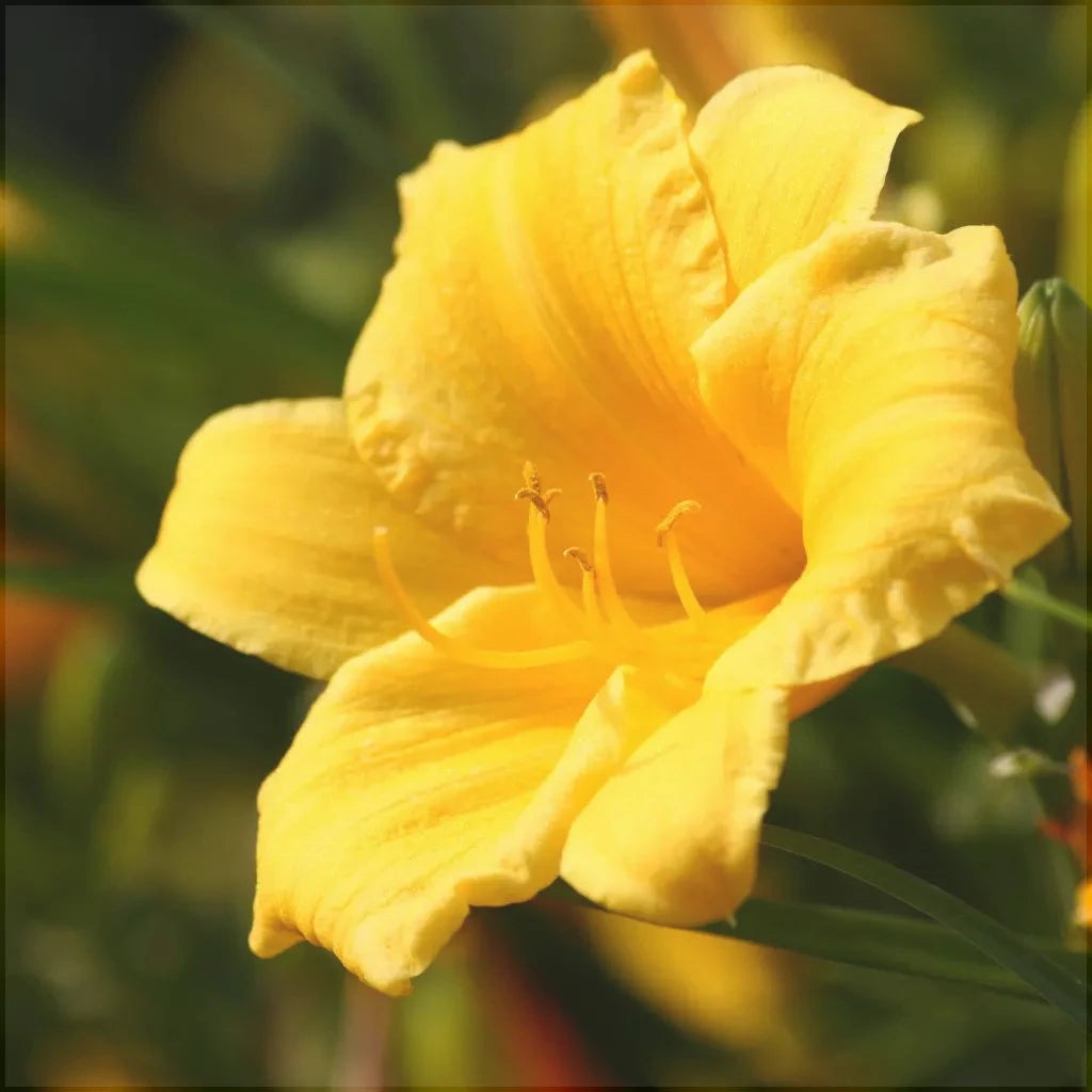 Bulbi de Hemerocallis "Stella de Oro", Crin Săbatic, 1 Bucată
