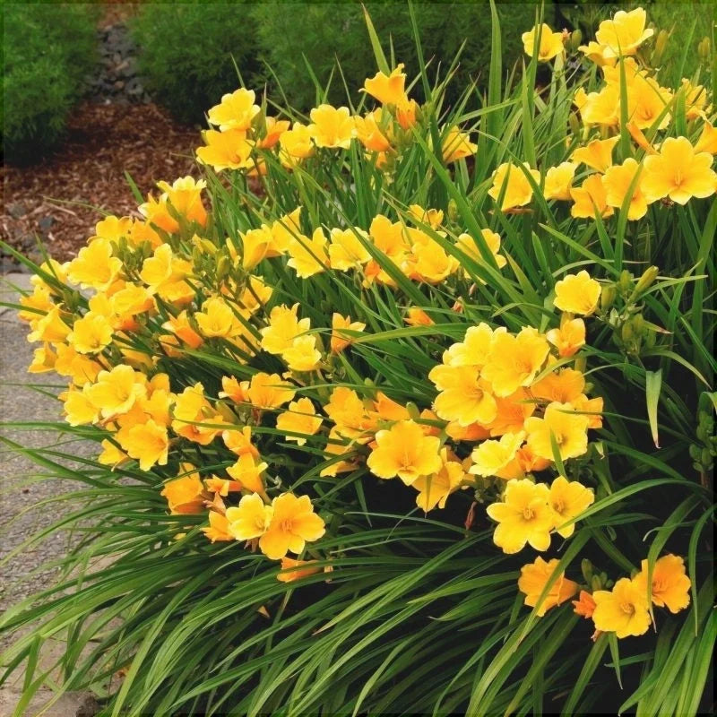 Bulbi de Hemerocallis "Stella de Oro", Crin Săbatic, 1 Bucată