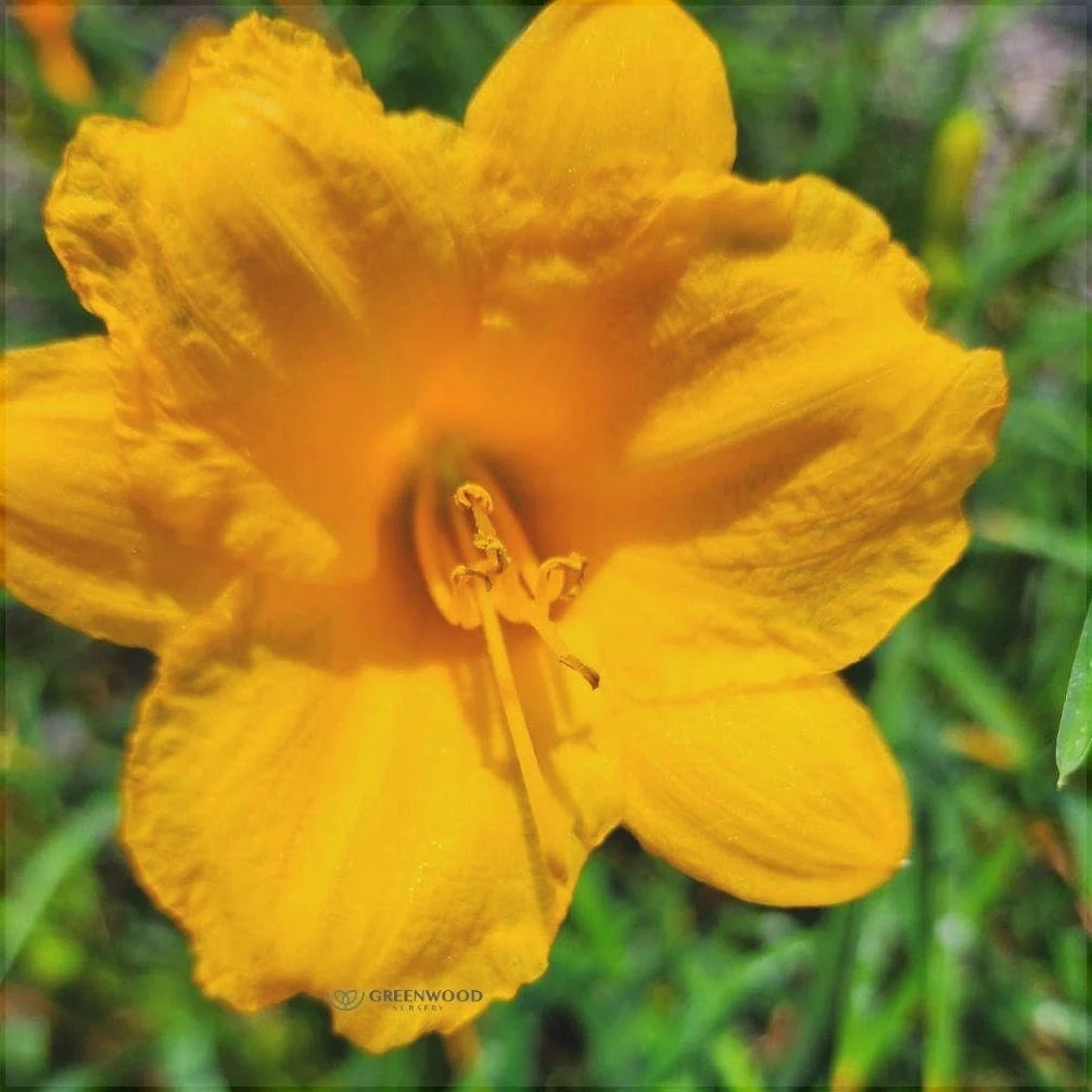 Bulbi de Hemerocallis "Stella de Oro", Crin Săbatic, 1 Bucată