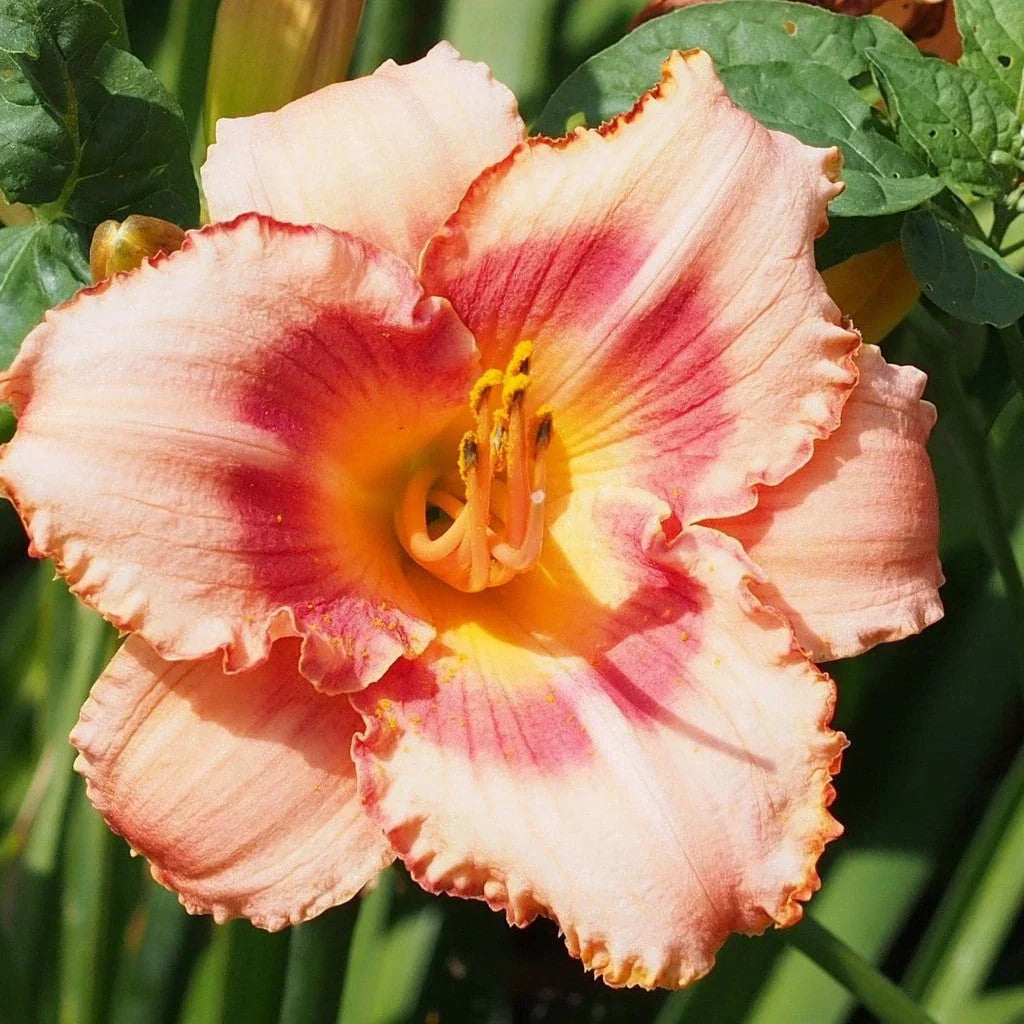 Bulbi de Hemerocallis "Strawberry Candy", Crin Sălbatic, 1 Bucată
