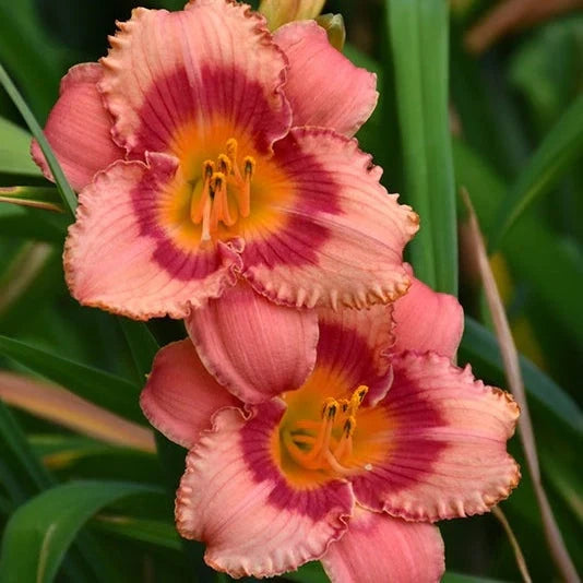 Bulbi de Hemerocallis "Strawberry Candy", Crin Sălbatic, 1 Bucată