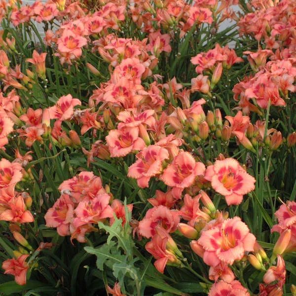 Bulbi de Hemerocallis "Strawberry Candy", Crin Sălbatic, 1 Bucată
