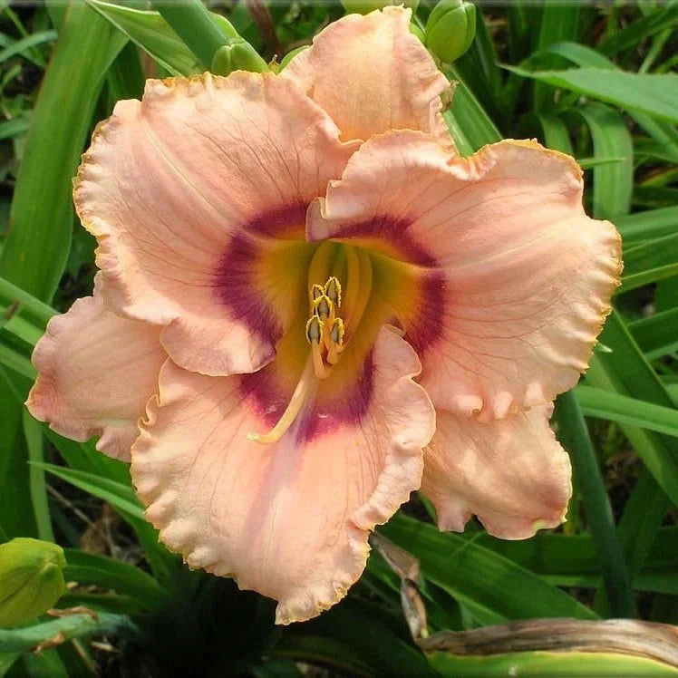 Bulbi de Hemerocallis "True Grit", Crin Sălbatic, 1 Bucată
