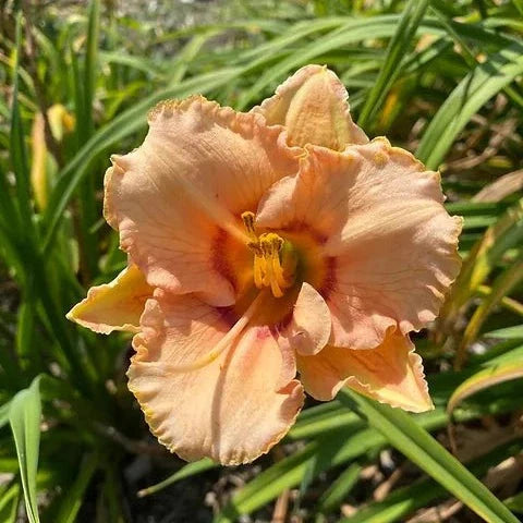 Bulbi de Hemerocallis "True Grit", Crin Sălbatic, 1 Bucată