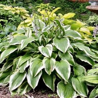 Bulbi de Hosta "Antioch", 1 Bucata