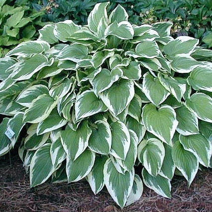 Bulbi de Hosta "Antioch", 1 Bucata