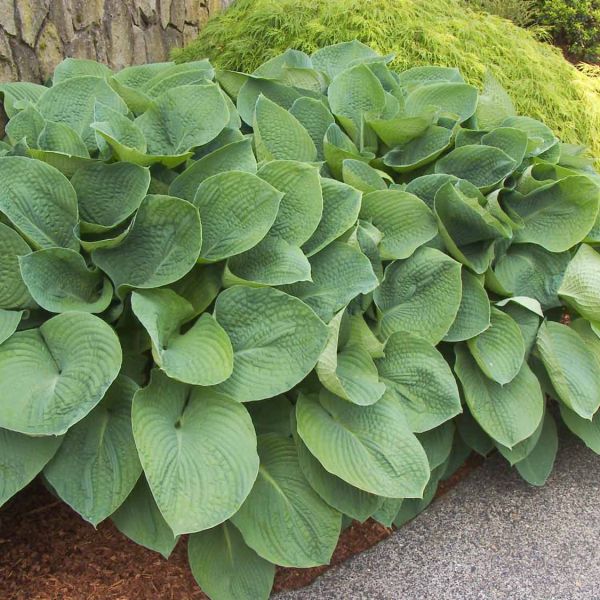 Bulbi de Hosta "Elegans", 1 Bucata