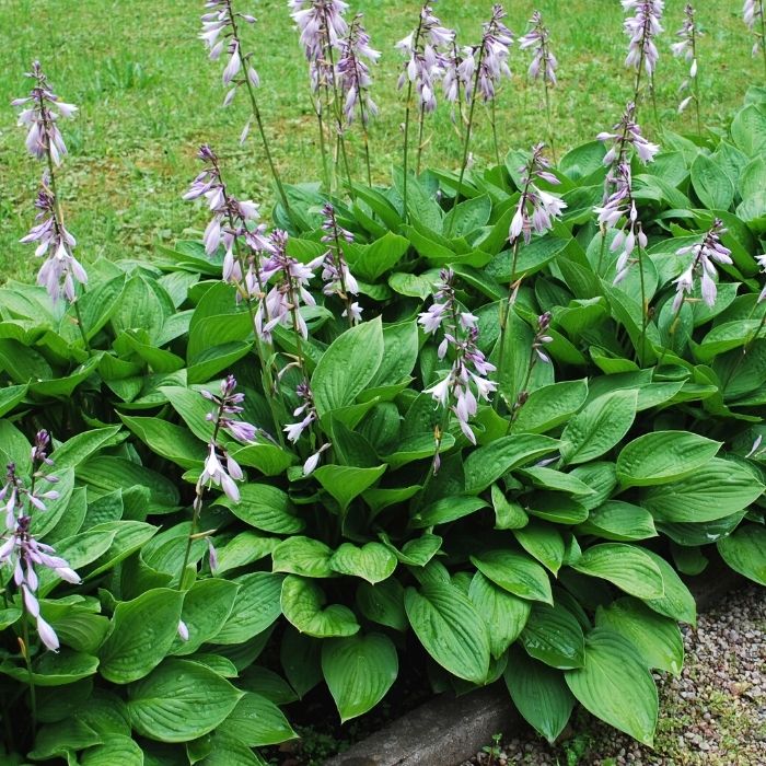 Bulbi de Hosta "Elegans", 1 Bucata