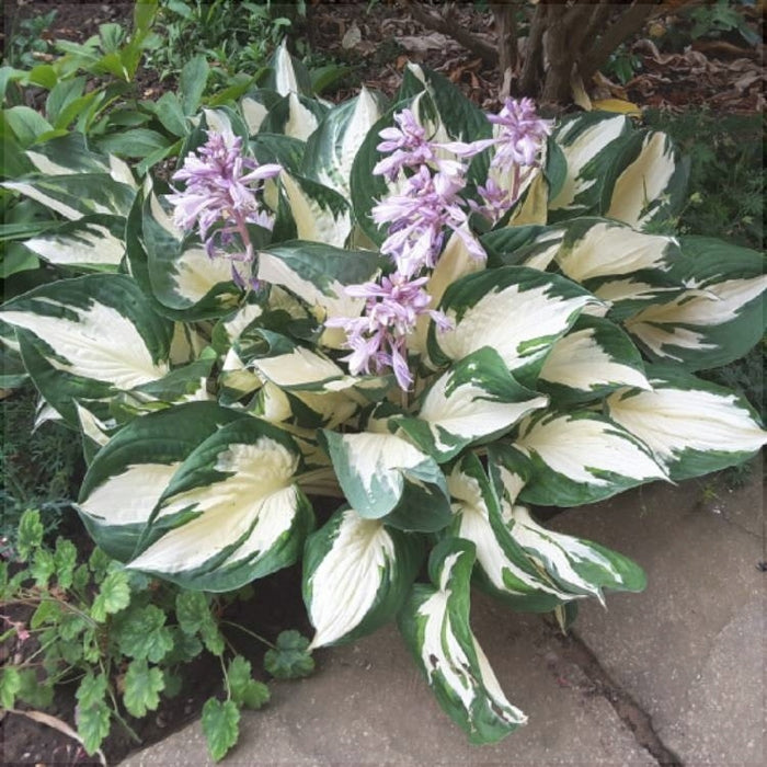 Bulbi de Hosta "Fire and Ice", 1 Bucata