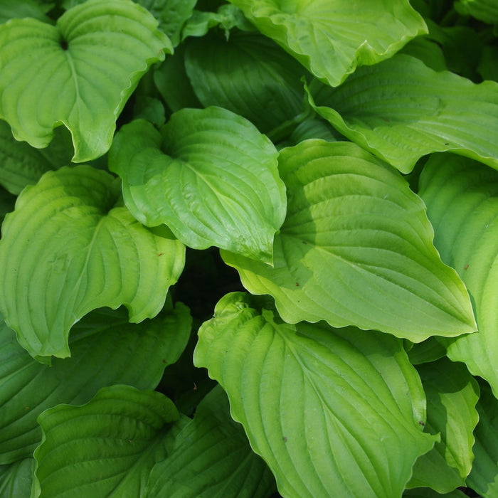 Bulbi de Hosta "Honeybells", 1 Bucata
