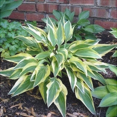 Bulbi de Hosta "Lakeside Dragonfly", 1 Bucata