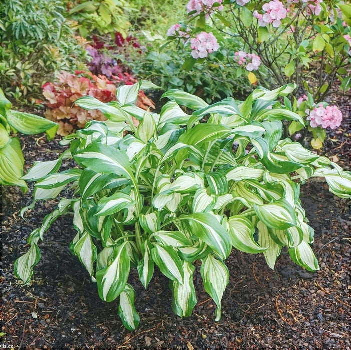 Bulbi de Hosta "Undulata Mediovariegata", 1 Bucata