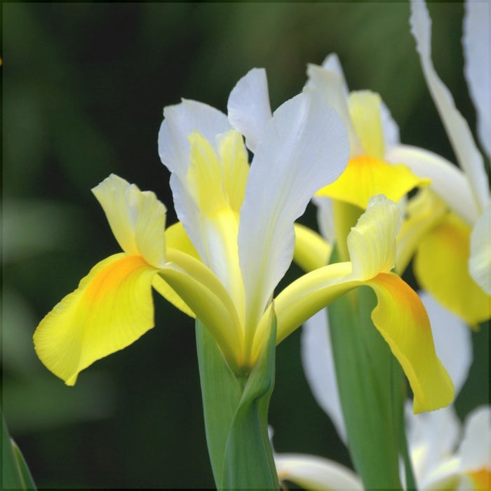 Bulbi de Iris "Apollo", 3 Bucati