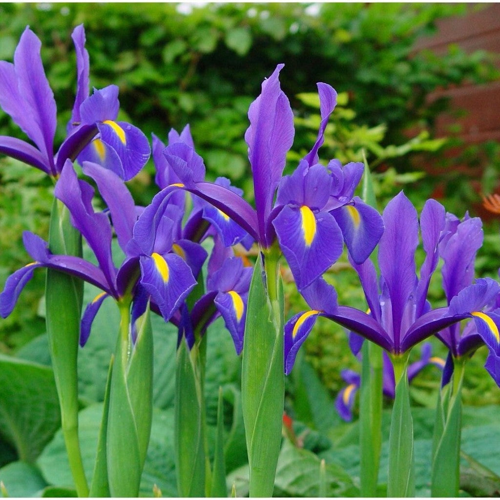 Bulbi de Iris "Blue Magic", 5 Bucăți