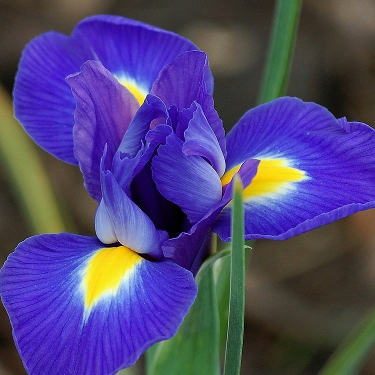 Bulbi de Iris "Blue Magic", 5 Bucăți