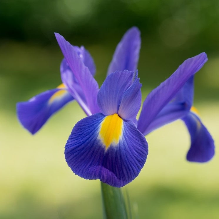 Bulbi de Iris "Blue Magic", 5 Bucăți