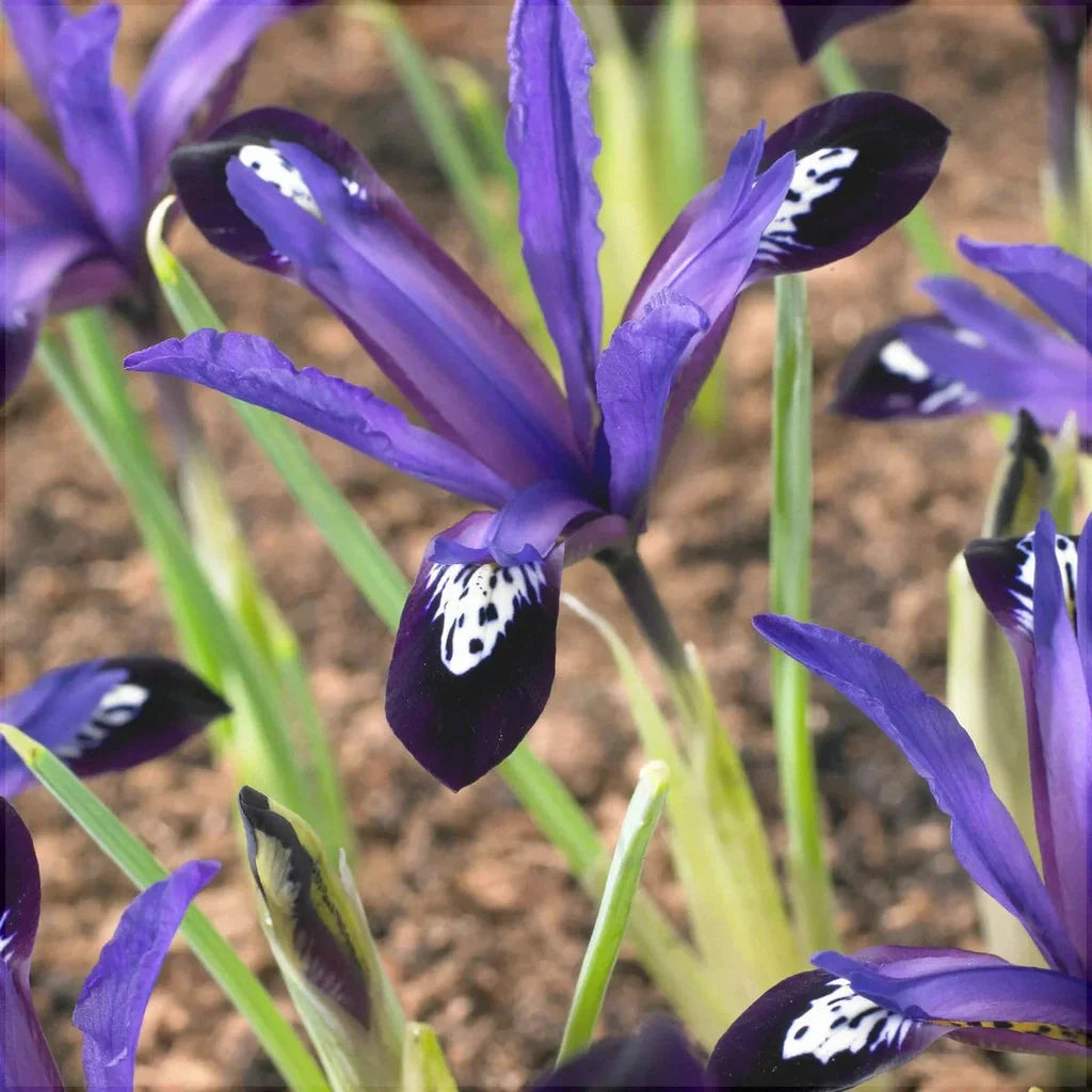 Bulbi de Iris "Blue Note Reticulata", 5 Bucăți