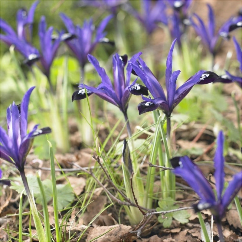 Bulbi de Iris "Blue Note Reticulata", 5 Bucăți