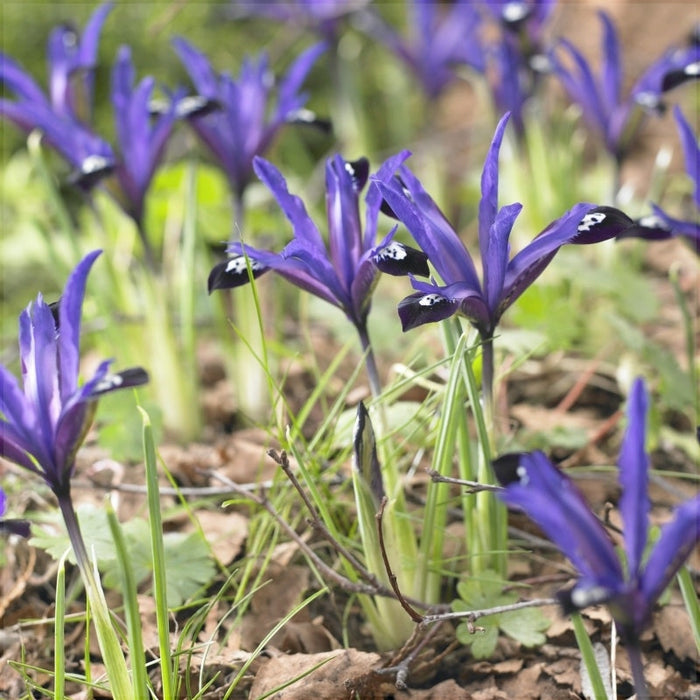 Bulbi de Iris "Blue Note Reticulata", 3 Bucati