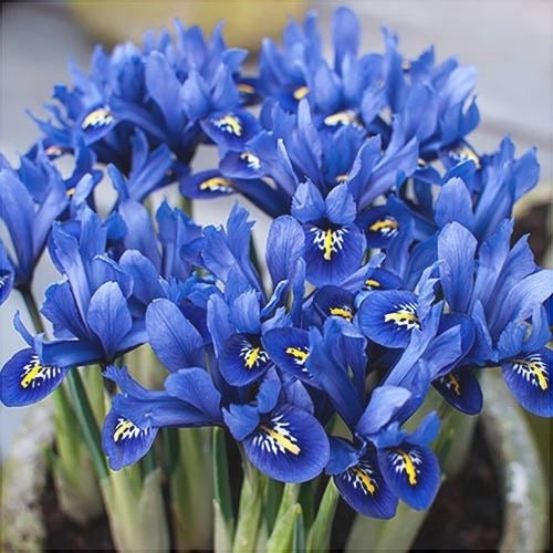 Bulbi de Iris "Blue Note Reticulata", 5 Bucăți
