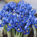 Bulbi de Iris "Blue Note Reticulata", 5 Bucăți