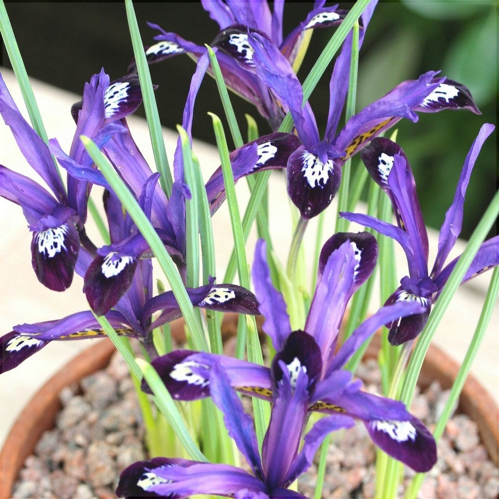 Bulbi de Iris "Blue Note Reticulata", 5 Bucăți