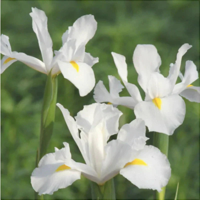 Bulbi de Iris "Casablanca", 5 Bucăți