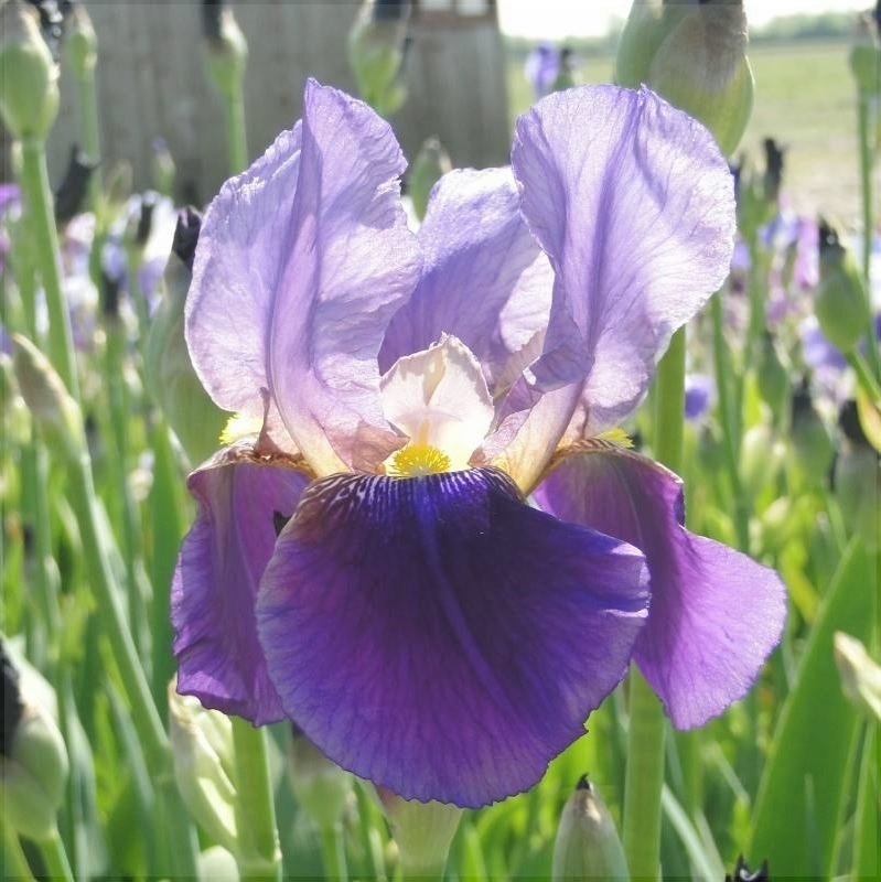 Bulbi de Iris Germanica "Alcazar"