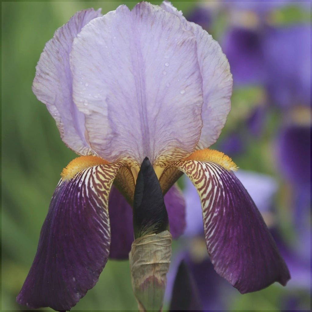 Bulbi de Iris Germanica "Alcazar"