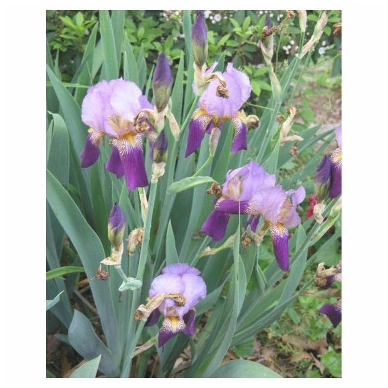 Bulbi de Iris Germanica "Alcazar"