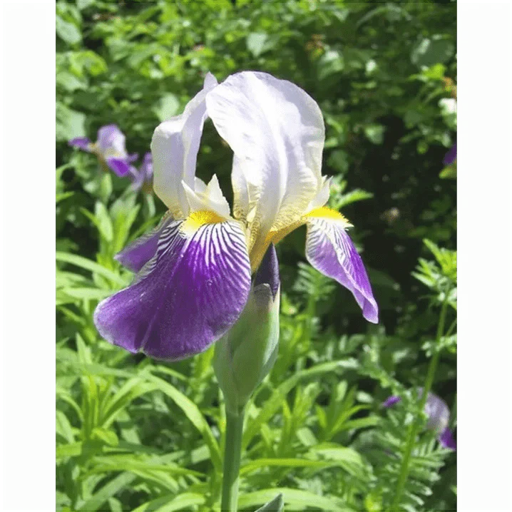 Bulbi de Iris Germanica "Alcazar"