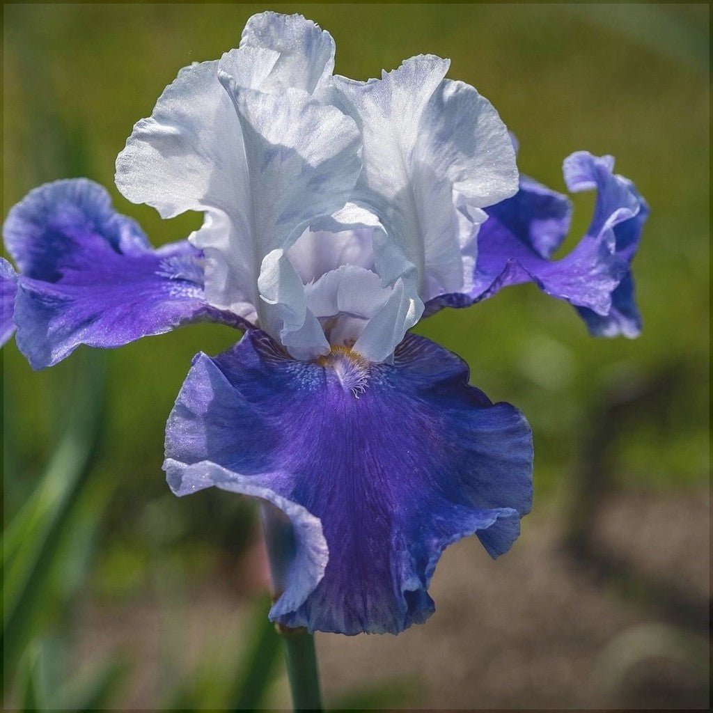 Bulbi de Iris Germanica "Arpege"