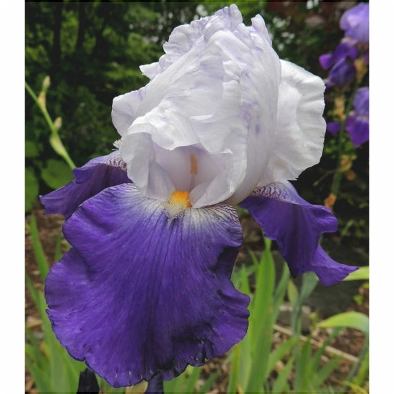 Bulbi de Iris Germanica "Arpege"