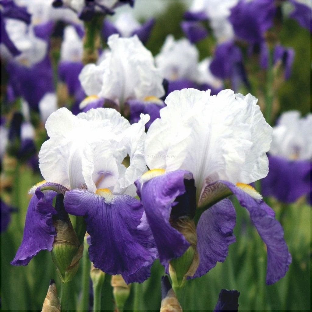 Bulbi de Iris Germanica "Arpege"