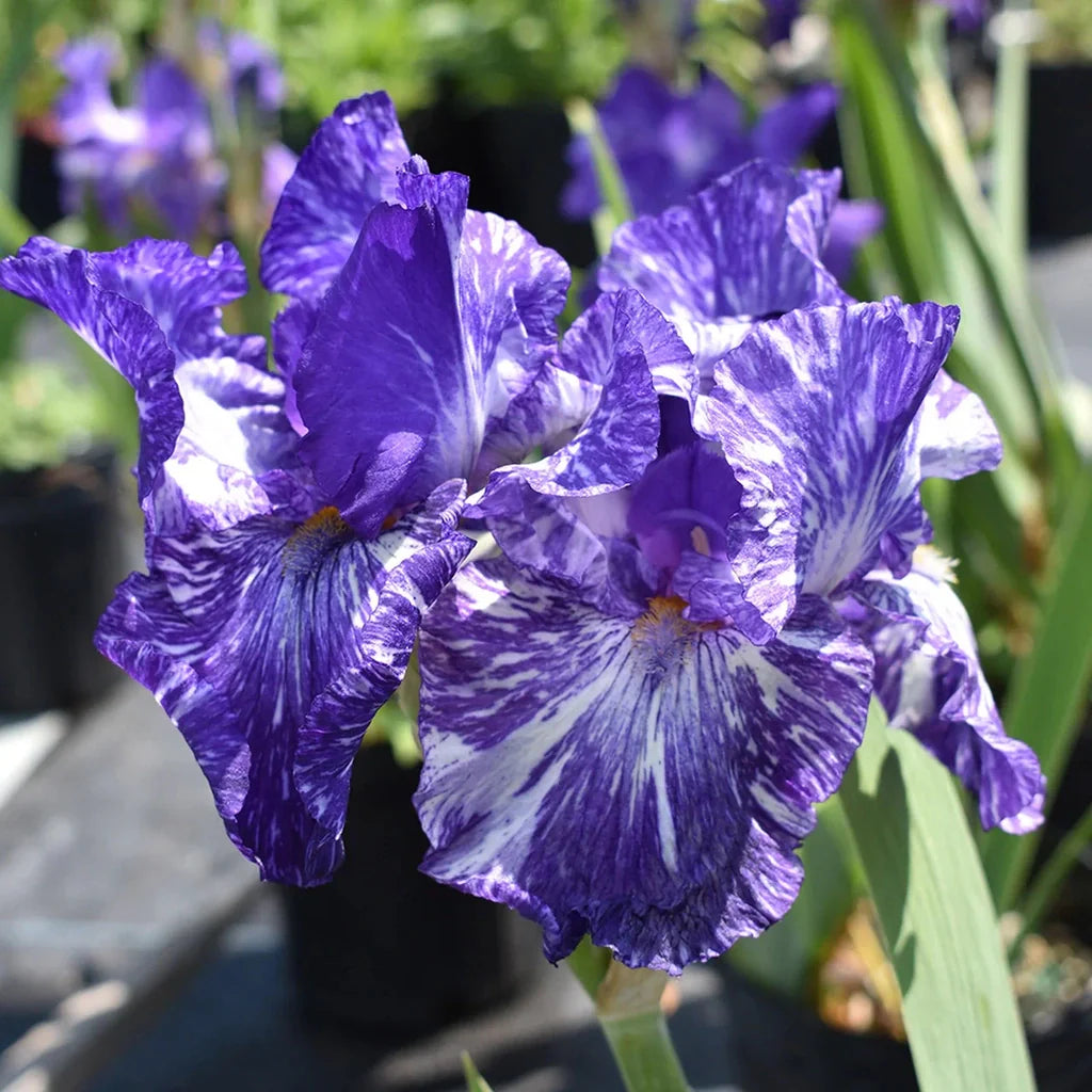 Bulbi de Iris Germanica "Batik"
