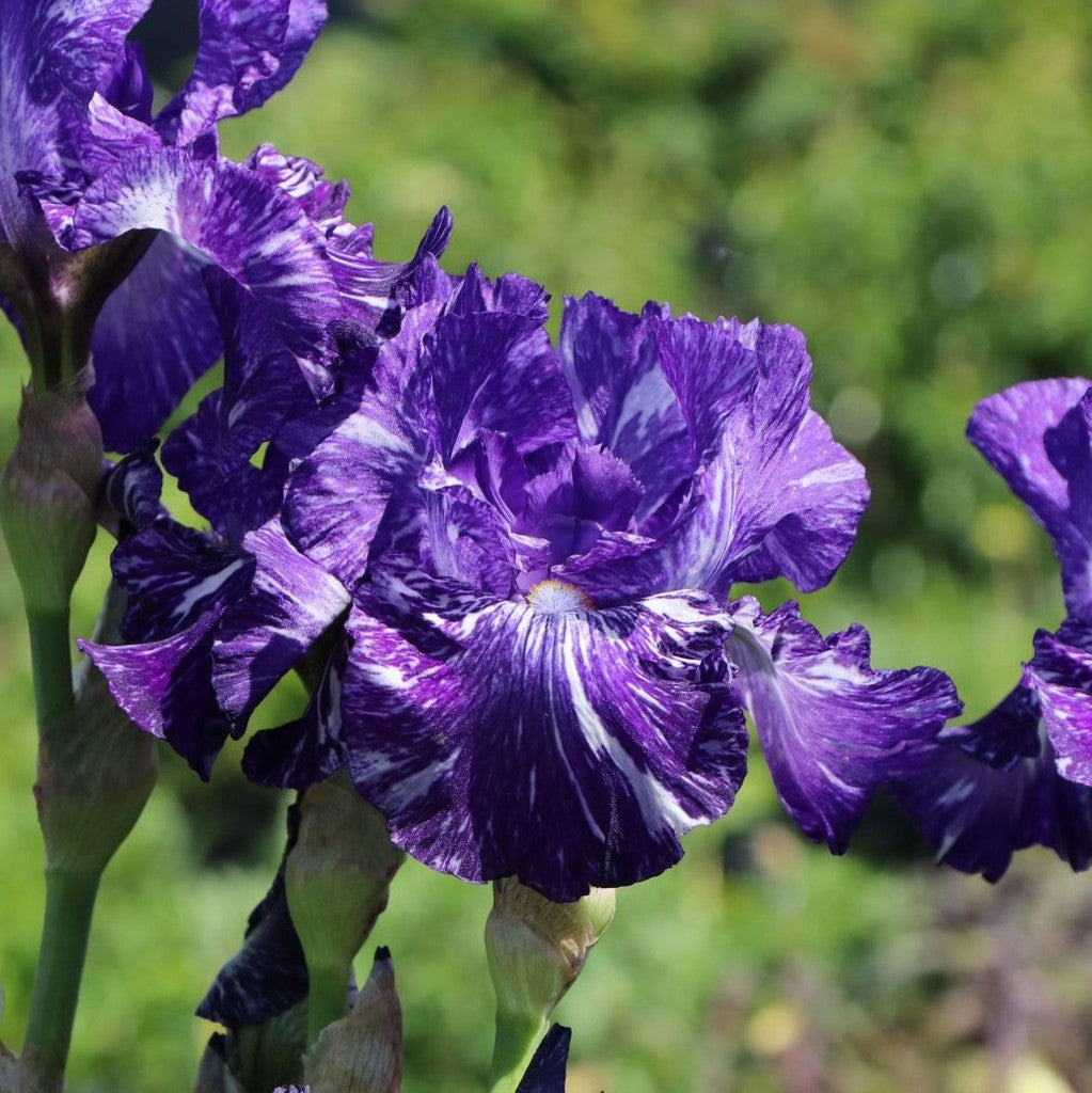 Bulbi de Iris Germanica "Batik"