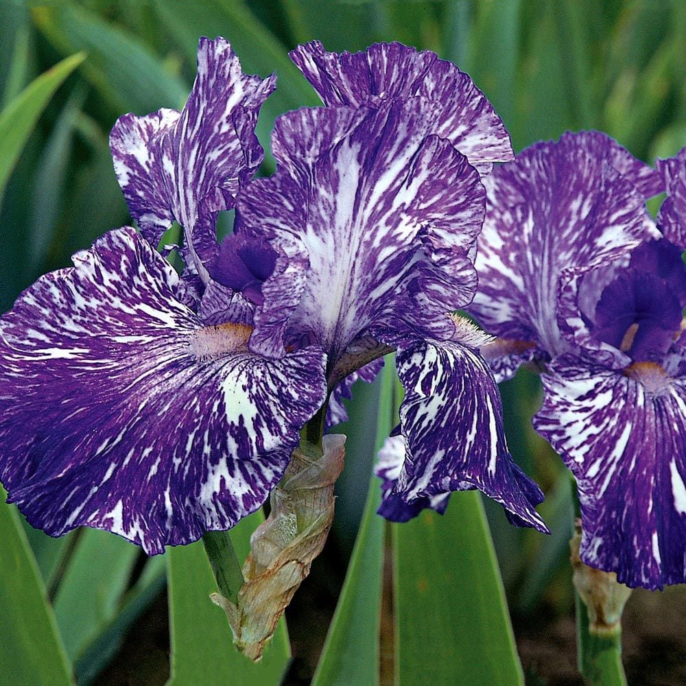 Bulbi de Iris Germanica "Batik"