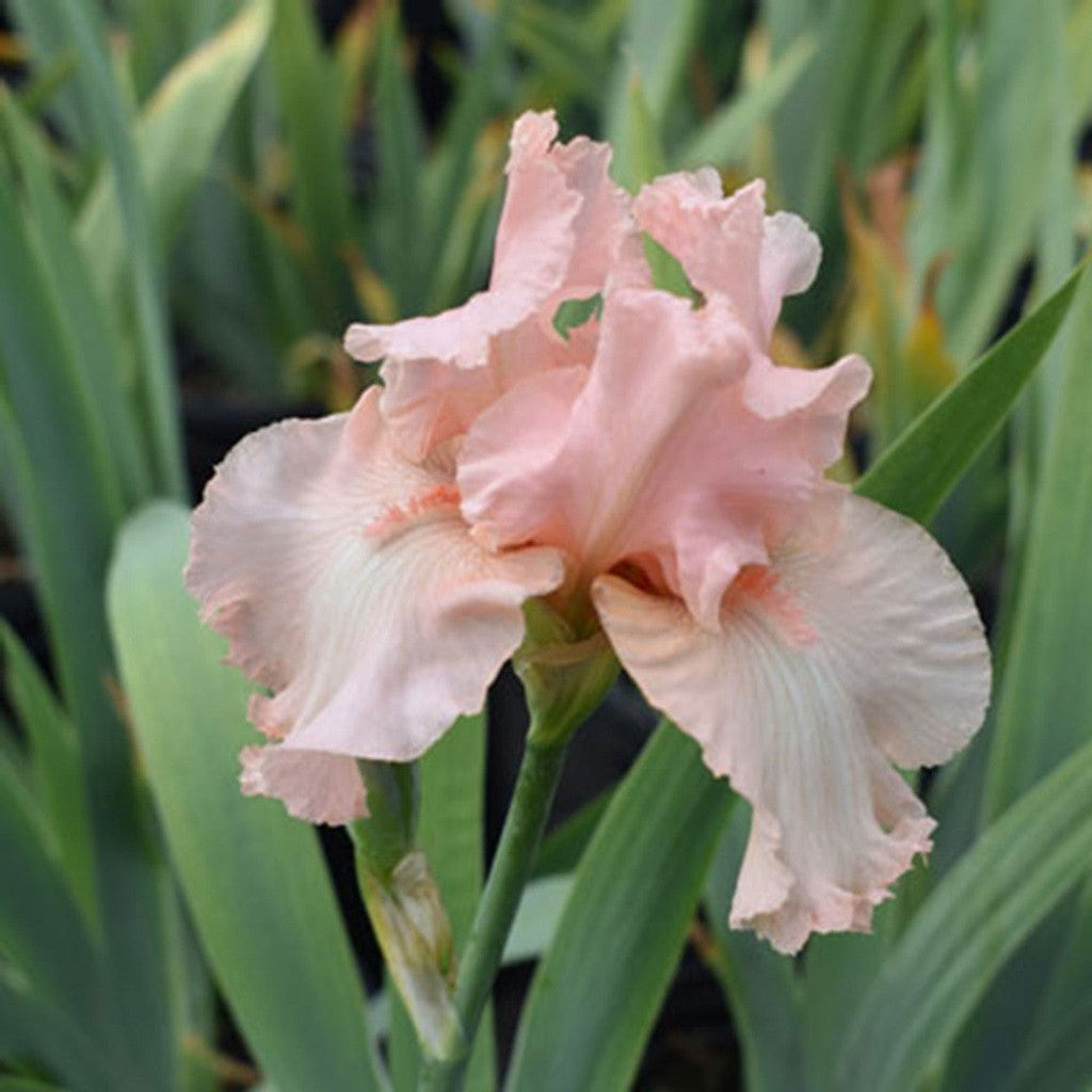 Bulbi de Iris Germanica "Beverly Sills"