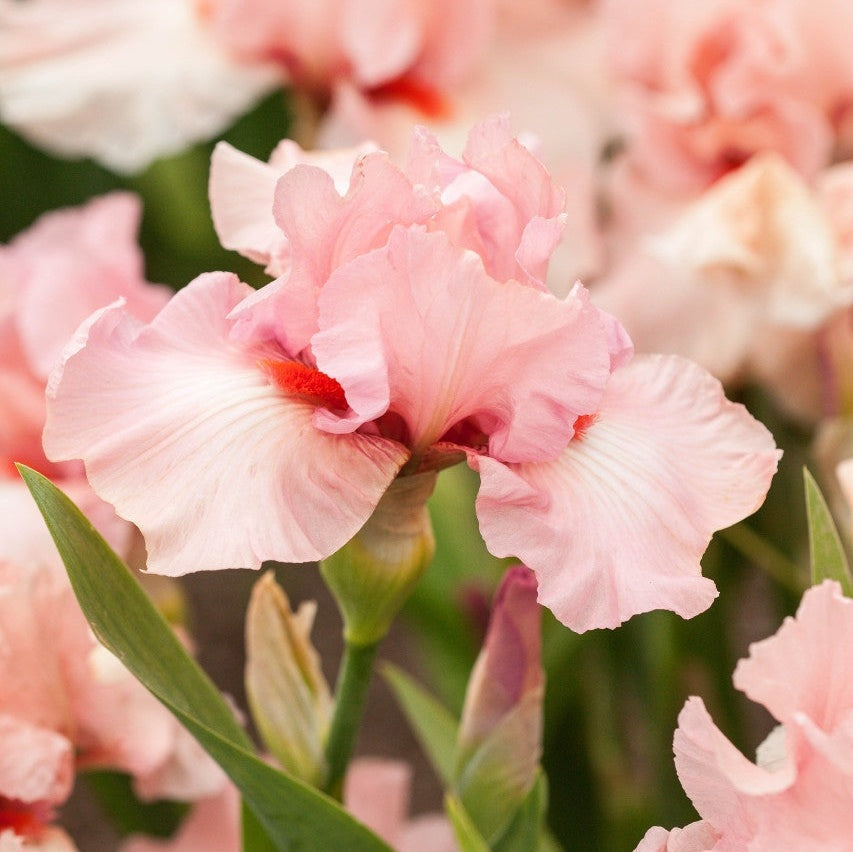 Bulbi de Iris Germanica "Beverly Sills"