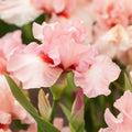 Bulbi de Iris Germanica "Beverly Sills"