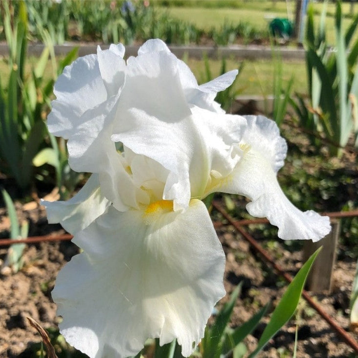 Bulbi de Iris Germanica "Bianca", Alb
