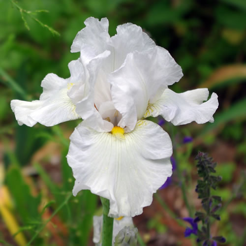 Bulbi de Iris Germanica "Bianca", Alb