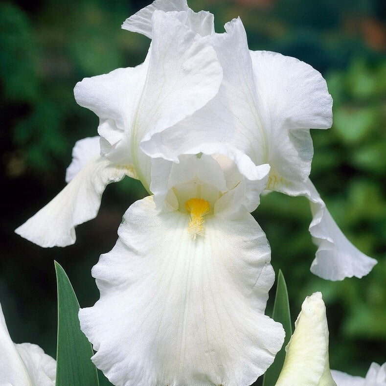 Bulbi de Iris Germanica "Bianca", Alb
