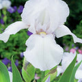 Bulbi de Iris Germanica "Bianca", Alb